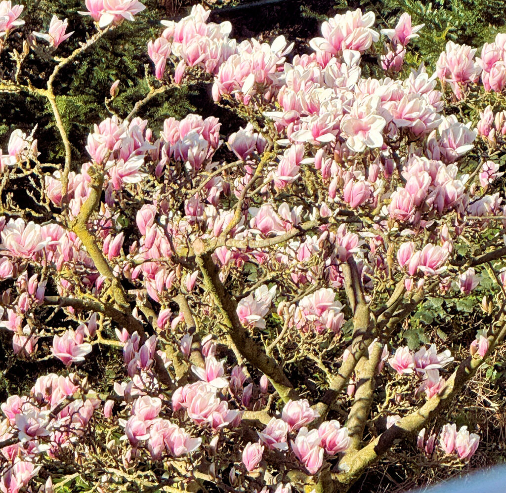 Seelenglück 14/25-der frische Frühling-lifewithaglow-Magnolienbaum Seelenglück 14/25-der frische Frühling-lifewithaglow-Magnolienbaum